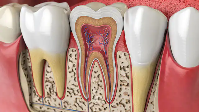 پالپ دندان بخش داخلی و حیاتی دندان است که شامل بافت‌های عصبی، عروق خونی، و بافت متصل می‌شود.
