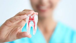 بررسی و شناخت پالپ دندان چیست؟ | بررسی و شناخت آناتومی دندان